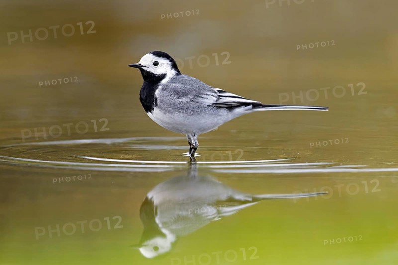 White wagtail (Motacilla alba alba) adult male foraging for aquatic insects, reflection in shallow water of pond in early spring