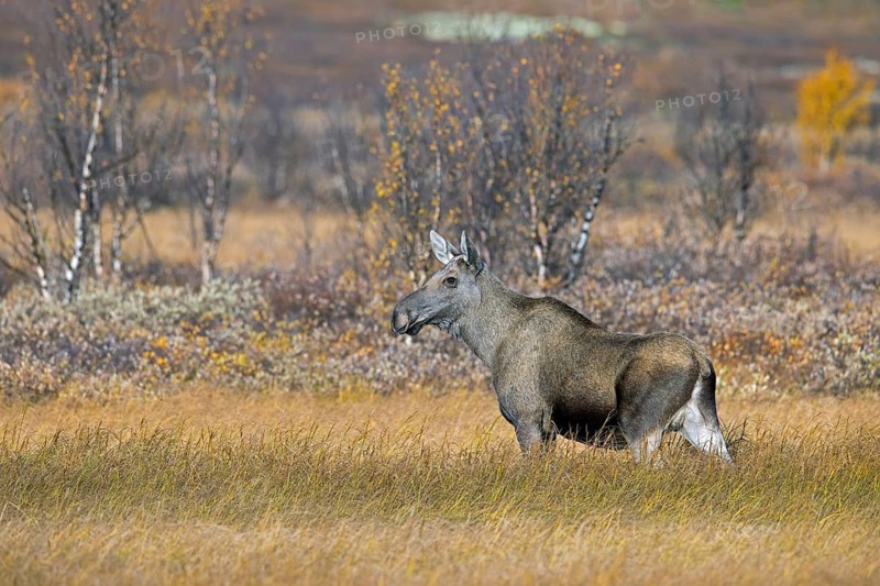 Moose, elk (Alces alces), adult female, cow on the taiga in autumn, fall, Sweden, Scandinavia, Europe