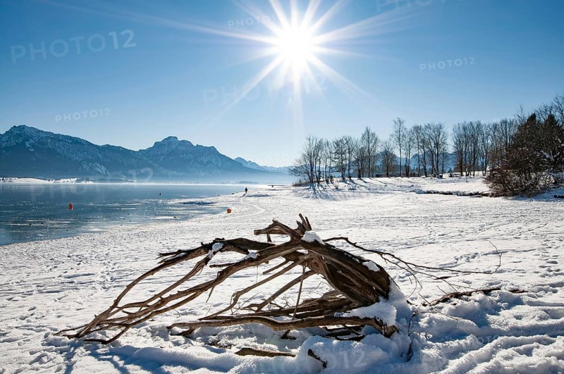 Winter idyll on Lake Forggensee in the Allgäu, in the background the Säuling (2047 m) near Füssen, Bavaria, Germany, Europe