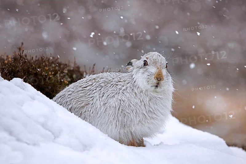 Mountain hare, alpine hare, snow hare (Lepus timidus) in white winter pelage resting in the hills in late winter, Cairngorms National Park, Scotland, United Kingdom, Europe