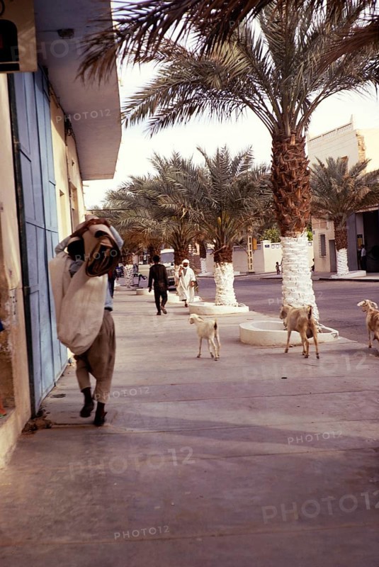 Goats walking along a road, Ghardaia, M?zab Oasis, Tunisia, North Africa 1973, Africa