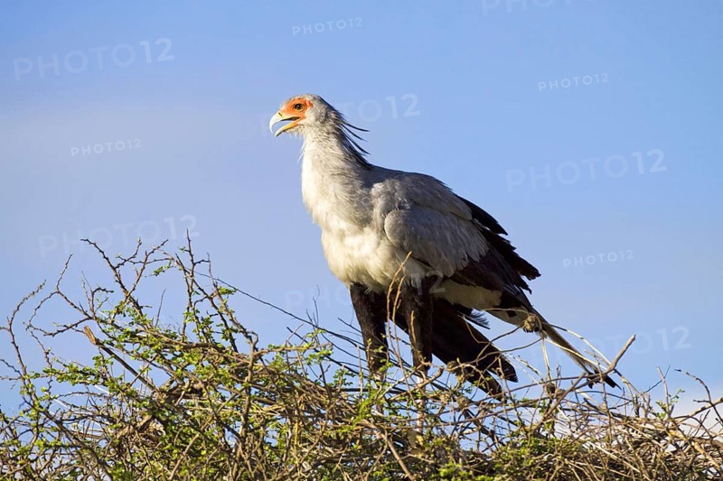 Secretary, (Sagittarius serpentarius), a secretary stands on its eyrie Etosha NP, Namibia, Africa