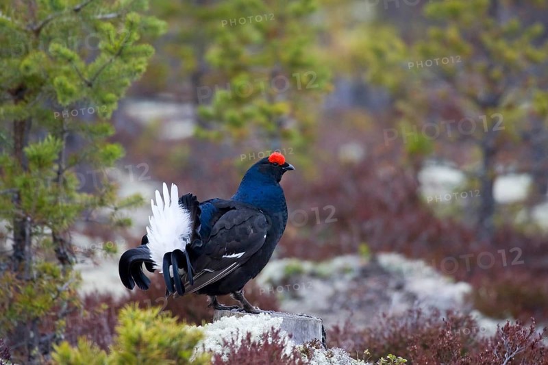 Scandinavia, Sweden, black grouse in summer (Tetrao tetrix), cock, Vesterberget, Hamra, Sweden, Europe