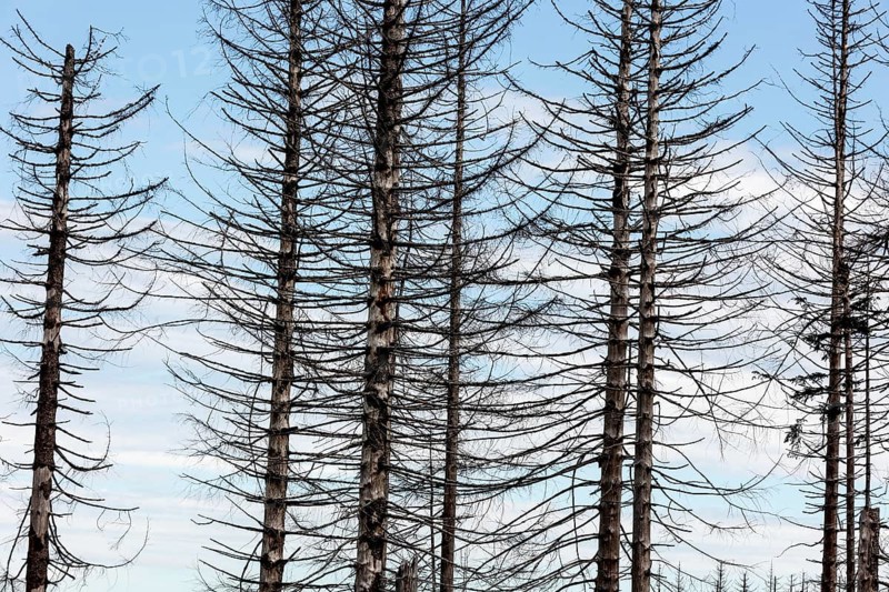 Tree mortality in the Harz Mountains. Dead pine trees in the Harz National Park, Torfhaus, 29/09/2024, Torfhaus, Lower Saxony, Germany, Europe