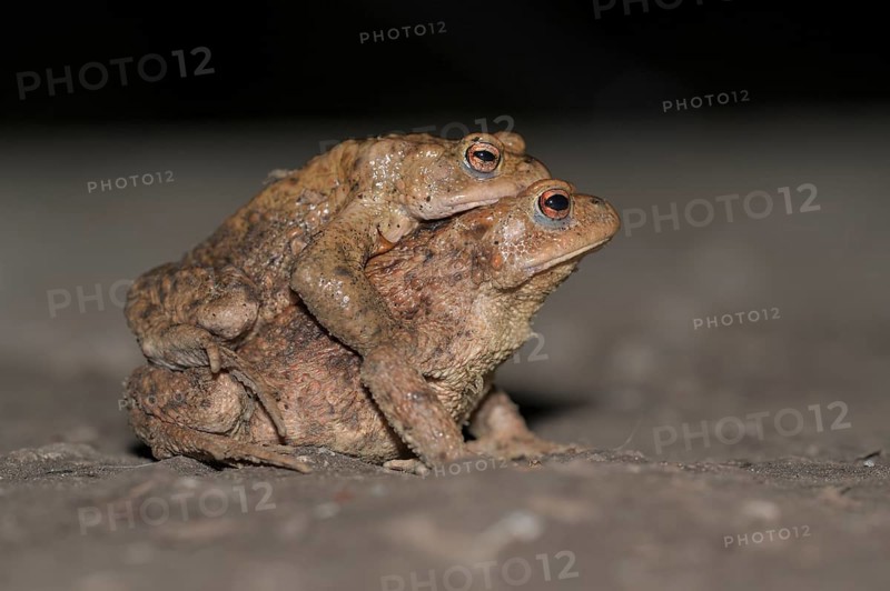 Common toad (Bufo bufo), pair, on the way to spawning waters, evening, toad migration, Bottrop, Ruhr area, North Rhine-Westphalia, Germany, Europe