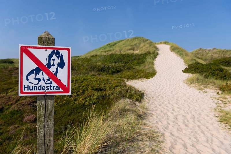 Path through the heathland, dogs prohibited, dog ban, dune landscape, hiking, excursion, nature, tourism, travel, blue sky, Kampen, Sylt, Germany, Europe
