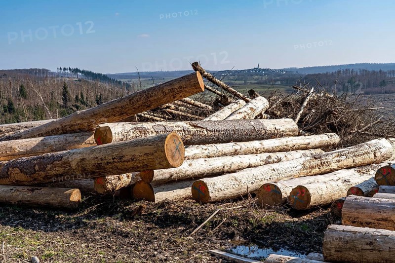 Cleared forest area north of the village of Hirschberg, Soest district, dead spruce stands were felled, wood pile, dead trees due to bark beetle infestation, Arnsberg Forest, North Rhine-Westphalia, Germany, Europe