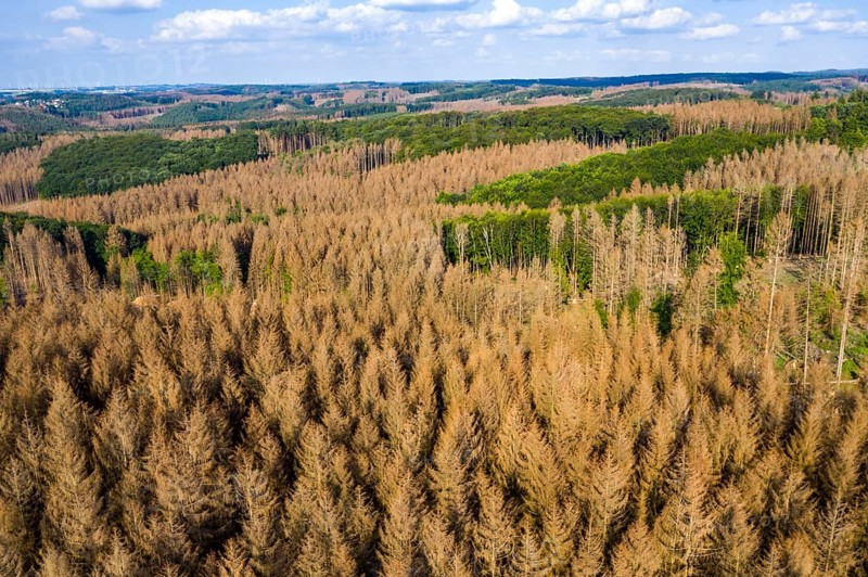 Forest dieback in the Arnsberg Forest nature park Park, over 70 per cent of the spruce trees are dead or diseased, damaged, mostly by the bark beetle, which was able to spread due to drought and heat, climate change, attempts are being made to adapt the forest to climate change by replanting other tree species, near Hirschberg, North Rhine-Westphalia, Germany, Europe
