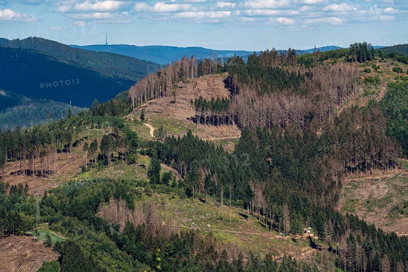 Mountain slope, with a lot of cleared forest area, damage caused by the bark beetle in the spruce tree population, municipality of Kirchhundem, Sauerland, in the district of Olpe, North Rhine-Westphalia, Germany, Europe