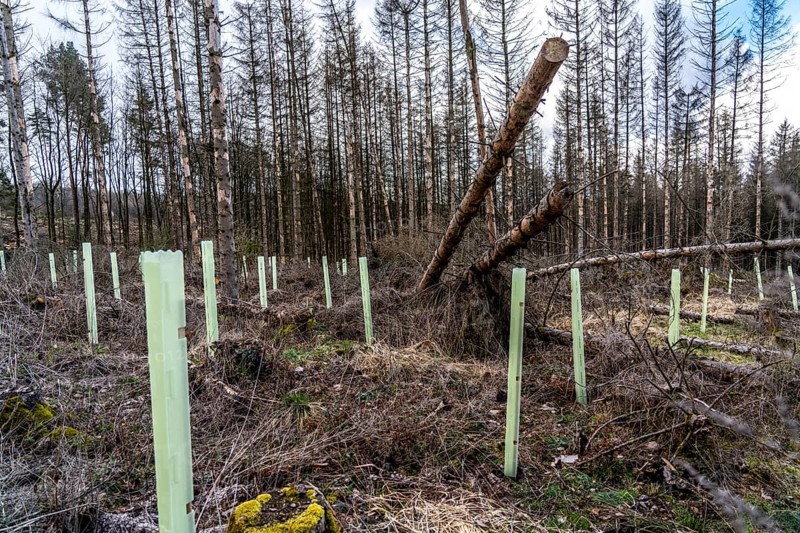 Reforestation in the Arnsberg Forest near Warstein-Sichtigvor, Soest district, young trees in protective covers to protect the plants from browsing by game, on the site of a spruce forest that had died and been felled due to heavy bark beetle infestation, North Rhine-Westphalia, Germany, Europe