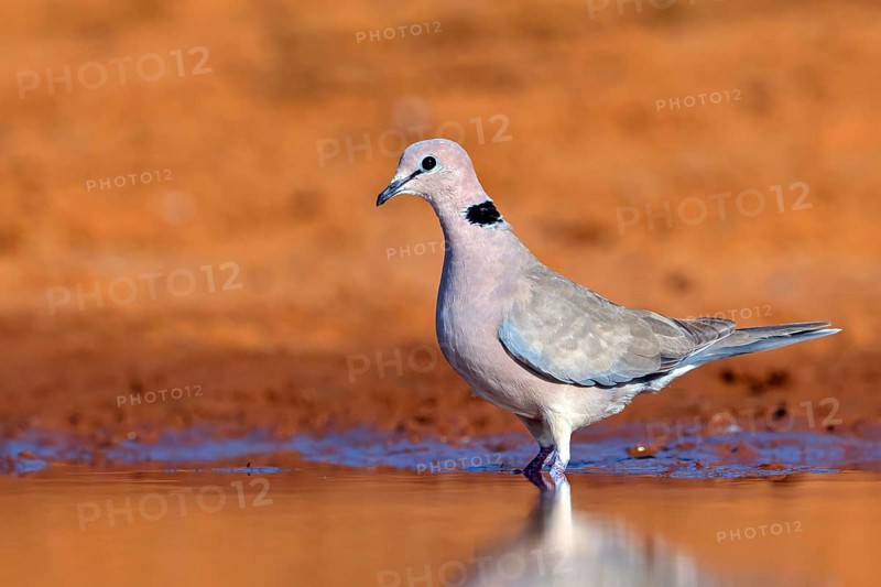 Red-crested Pigeon, (Streptopelia vinacea), Red-winged Turtle Dove, Morgan Kunda lodge / road to Kat, Jajari, North Bank, Gambia, Africa