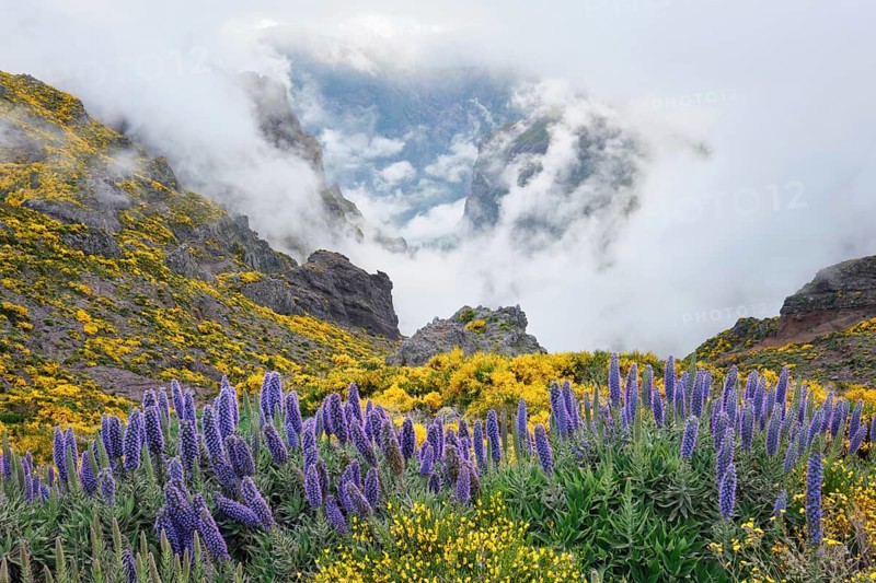 View from Pico do Arieiro of mountains in clouds with Pride of Madeira flowers and blooming Cytisus shrubs. Madeira island, Portugal, Europe