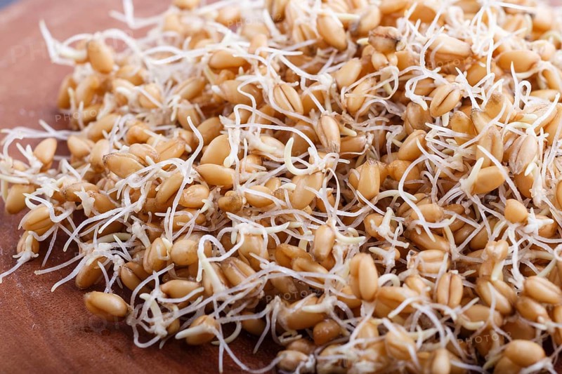 Heap of germinated wheat on brown wooden board, close up, side view