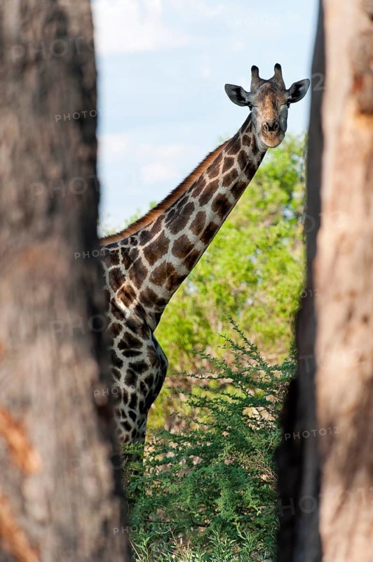 Portrait of a southern giraffe (Giraffa giraffa), free-living, wilderness, safari, travel, animal portrait, in Moremi National Park in Botswana