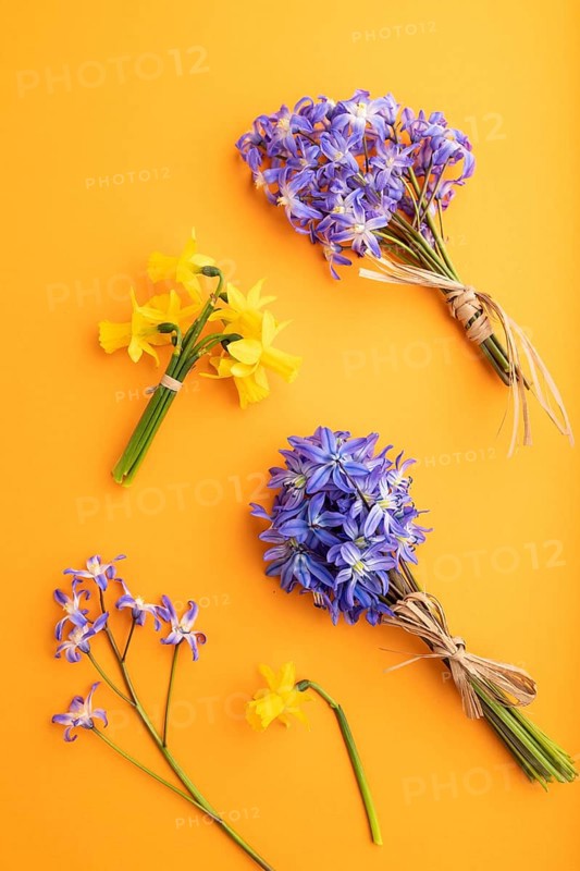 Spring snowdrop flowers bluebells, narcissus on orange pastel background. top view, flat lay, close up, still life. Beauty, spring concept