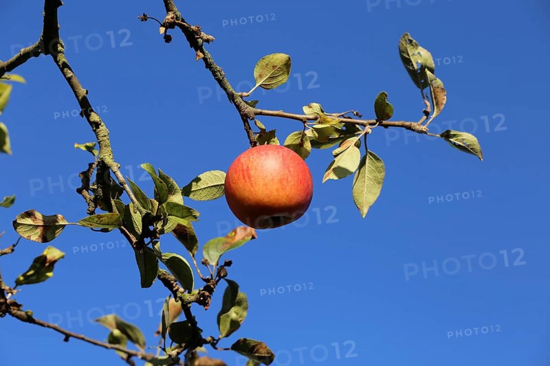 Ripe apple (or apples) on a tree in a meadow orchard in autumn