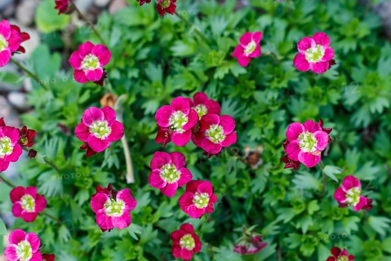 Purple saxifrage flower with green ornamental leaves. Closeup