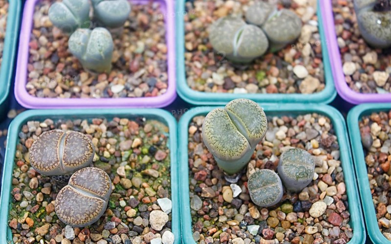 Small succulent plants background. greenhouse, top view, floral texture