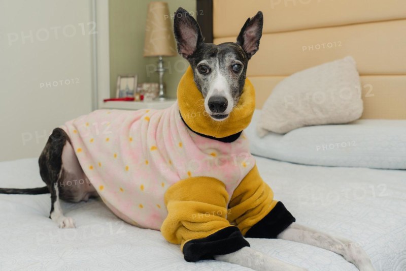 Rescued greyhound dog, pampered with warm clothing, lying on his owner's bed