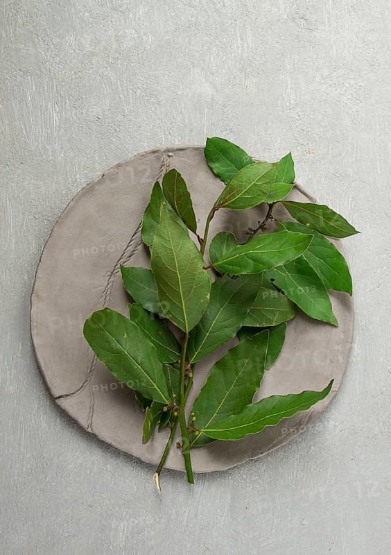 Fresh, bay leaf branch, on a gray background, top view, no people