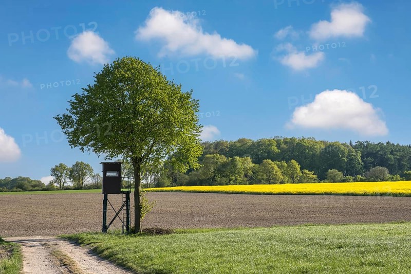 A tree with a high stand, high seat stands next to a field path, in the background a yellow rape field under a blue sky with clouds, Münsterland, North Rhine-Westphalia, Germany, Europe