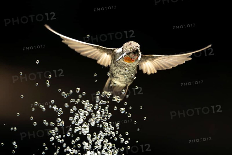 Annas hummingbird, calypte anna, enjoying the water fountain drops