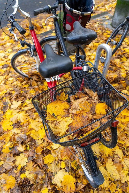 Autumn, leaves, bicycle parking, parking space, bicycles standing on autumn leaves, carpet of leaves