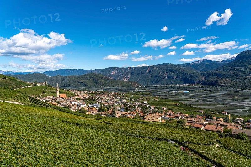 Wine-growing, in the Adige Valley, near the village of Tramin on the wine road, view from the vineyards to the village, South Tyrol, large areas of Gewürztraminer grapes, Italy, Europe
