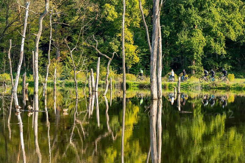 The nature reserve Kirchheller Heide, the Pfingstsee, created by subsidence caused by coal mining, cycle path, hiking trail, near Bottrop, North Rhine-Westphalia, Germany, Europe