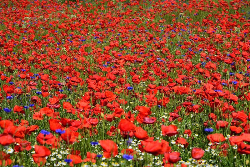 Europe, Germany, Mecklenburg-Western Pomerania, Poppy field near Göhren-Lebbin, Göhren-Lebbin, Mecklenburg-Western Pomerania, Germany, Europe