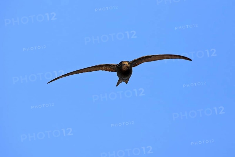 Common swift (Apus apus), family of swallows, Mannheim, Baden-Württemberg, Federal Republic of Germany