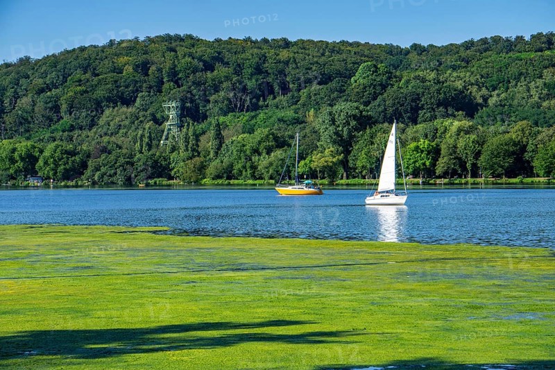 Waterweed, Elodea, an invasive species, green carpet of plants on Lake Baldeney in Essen, the fast-growing aquatic plant proliferates on large parts of the Ruhr reservoir, increased water temperatures accelerate growth, leisure boat traffic is severely impaired, view of the shore of Essen-Heisingen, headframe of the former Carl Funke colliery, Essen, North Rhine-Westphalia, Germany, Europe
