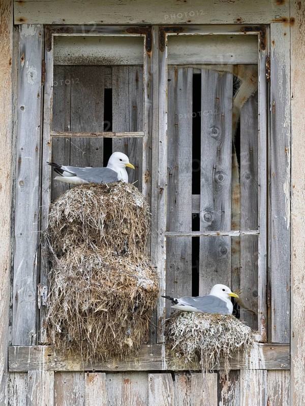 Black-legged kittiwake (Rissa tridactyla), breeding birds on nests, built on fishing harbour building, May, Varanger Fjord, Norway, Europe