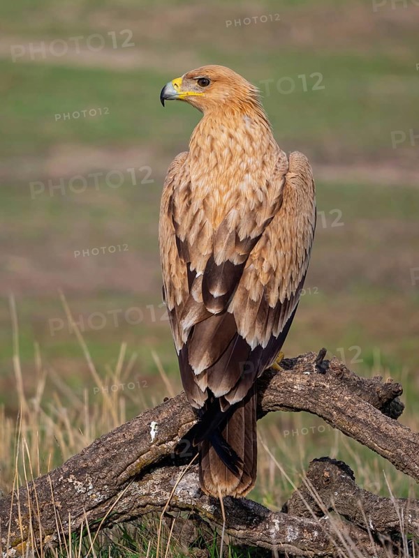 Spanish imperial eagle (Aquila adalberti), El Millaron Imperial Eagle Hid, Salorino, Extremadura Caceres, Spain, Europe