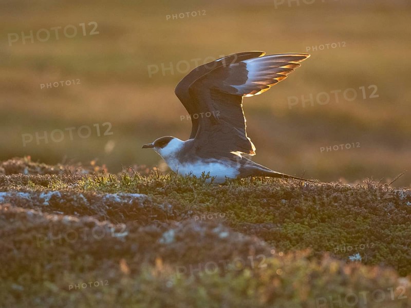Arctic Skua (Stercorarius parasiticus), light morph adult about to fly off, in breeding territory in the tundra, at midnight, May, Varangerfjord, Norway, Europe