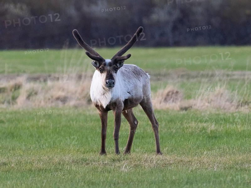 Reindeer (Rangifer tarandus), male alert, standing on a mown meadow, with velvet on developing horns, May, Varanger Fjord