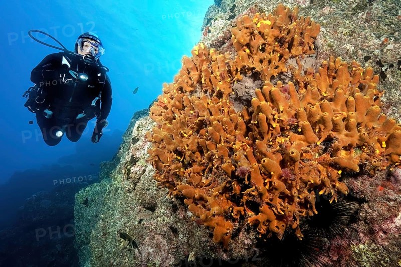 Diver Diver looking at illuminated golden sponge (Aplysina aerophoba) growing tube sponge Tube sponges growing on rocky reef, East Atlantic, Macaronesian Archipelago, Canary Islands, Fuerteventura, Spain, Europe