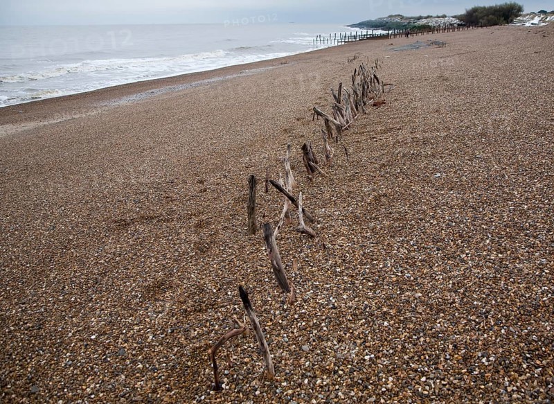 Mysterious lines wooden stakes exposed by fall in beach level possibly historic coastal defences, Bawdsey, Suffolk, England, United Kingdom, Europe