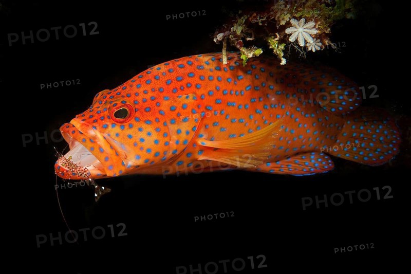 Vermillion seabass (Cephalopholis miniata) Jewelled grouper floats in dark underwater cave opens mouth for cleaner shrimp (Urocaridella antonbruunii), Pacific Ocean, Caroline Islands, Yap Island, Yap State, Federated States of Micronesia, Australia, Oceania