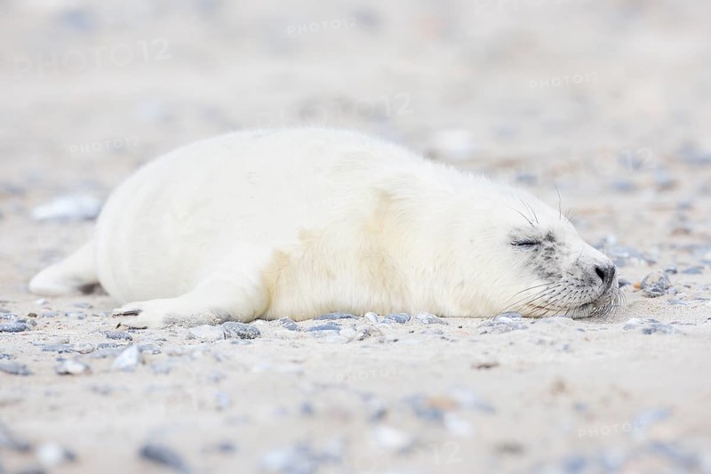 Grey seal baby with white fur lies on the sandy beach on the island of Düne near Heligoland, Germany, Europe