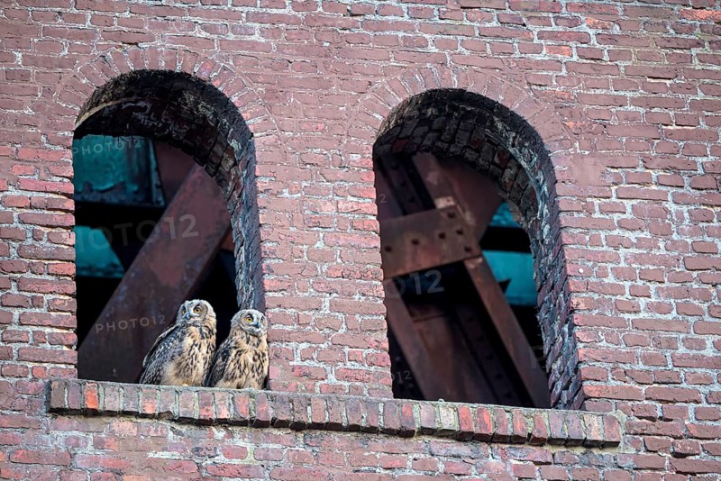 Eurasian eagle-owl (Bubo bubo), fledglings, in an old window of the Malakow tower, industrial wasteland, Ewald colliery, Herten, Ruhr area, North Rhine-Westphalia, Germany, Europe