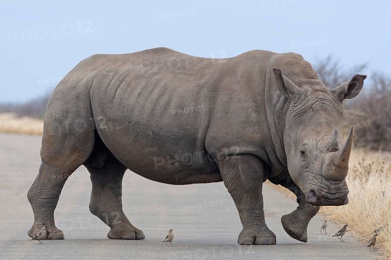 Southern white rhinoceros (Ceratotherium simum simum) surrounded by birds, adult male crossing the asphalt road, animal portrait, Kruger National Park, South Africa, Africa