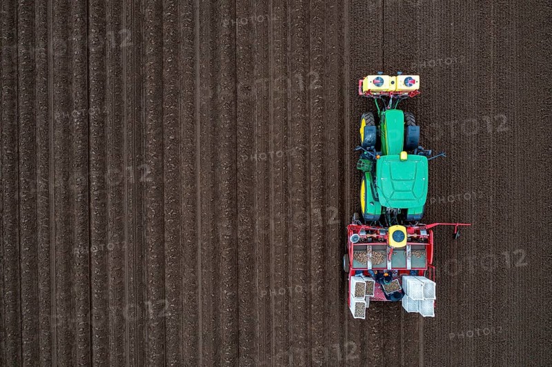 Early potatoes are placed in the soil of the field with a planting machine, Agriculture, Spring