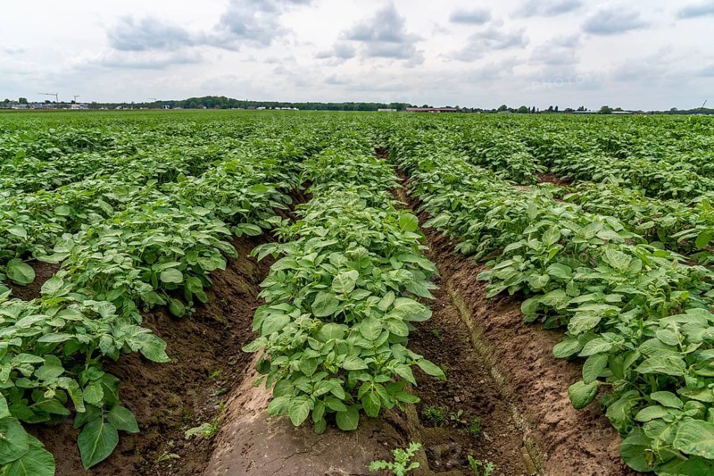 Potato field, potato ridges, early potatoes, 6 weeks after planting, just over 3 weeks until harvest, North Rhine-Westphalia, Germany, Europe
