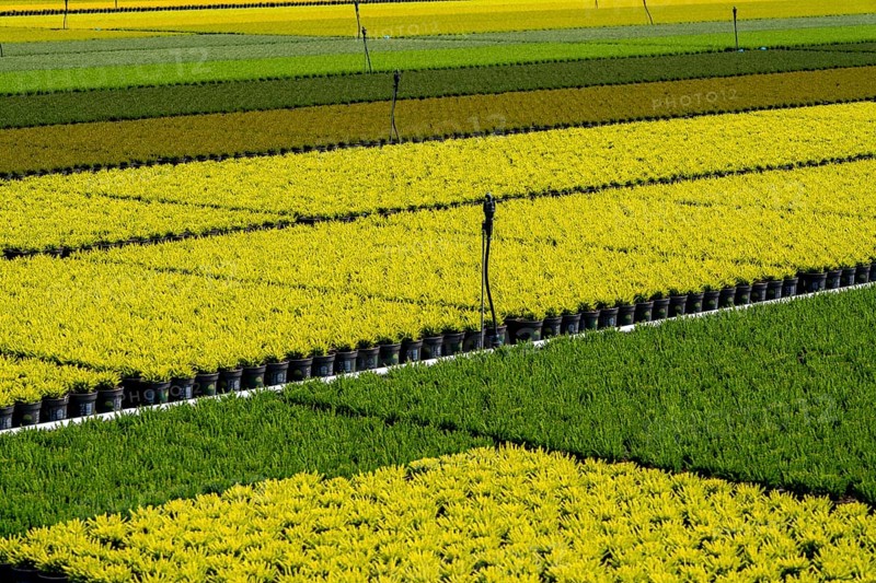 Horticultural business, broom heather plants, in flower pots, outdoors, Calluna vulgaris, North Rhine-Westphalia, Germany, Europe