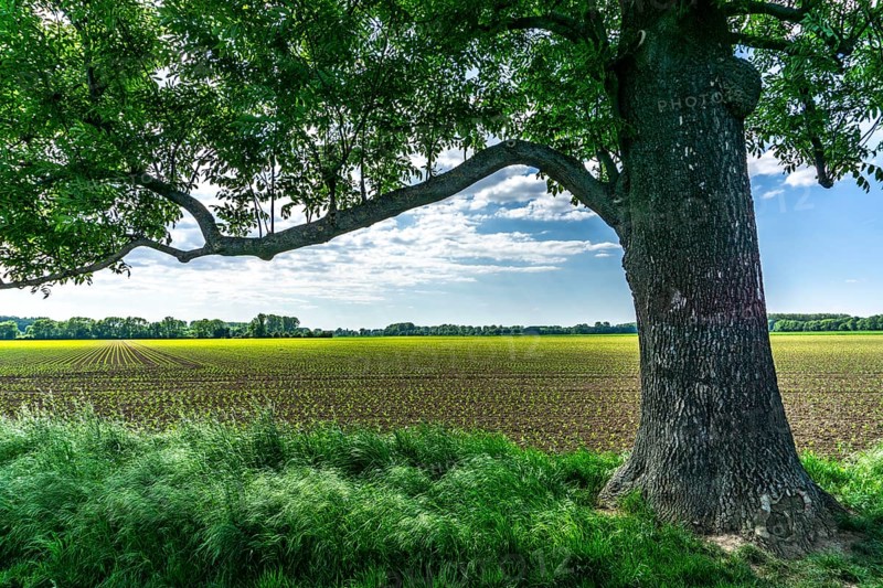 Urdenbachen Kämpe nature reserve, Lower Rhine cultural landscape with pollarded willows, fruit trees and wet meadows, between the Rhine and an old Rhine arm, Düsseldorf, North Rhine-Westphalia, Germany, Europe