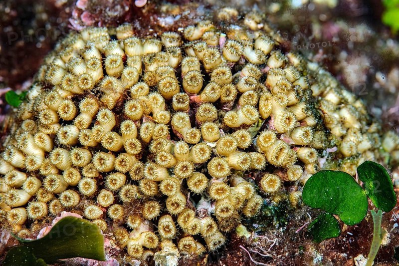 Grass coral (Cladocora caespitosa) stony coral hard coral reef-building coral lives in western Mediterranean, Mediterranean, Sardinia, Italy, Europe