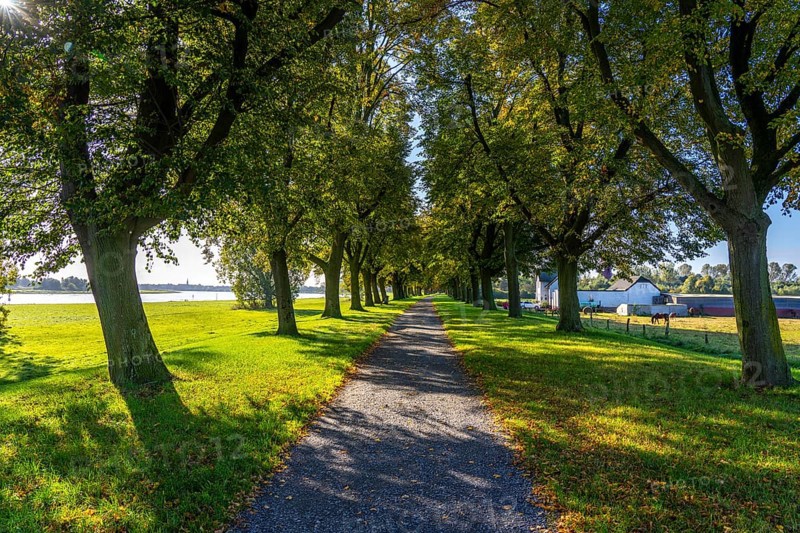 Dense chestnut tree avenue at the Rhine dike near Neuss, Deichallee, autumn, colourful leaves, walker, North Rhine-Westphalia, Germany, Europe