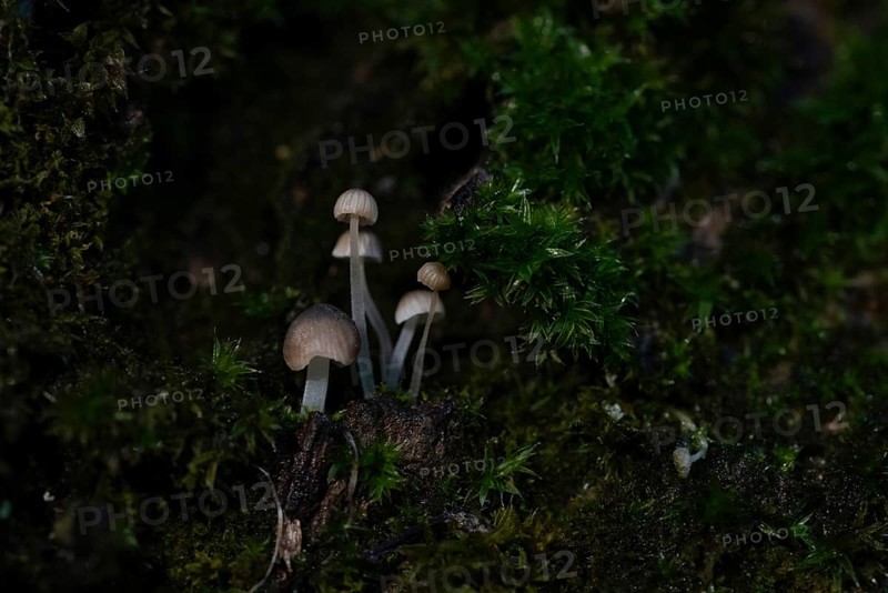 Fungi measuring just a few millimetres grow on a tree trunk covered with moss, macro photograph, Germany, Europe