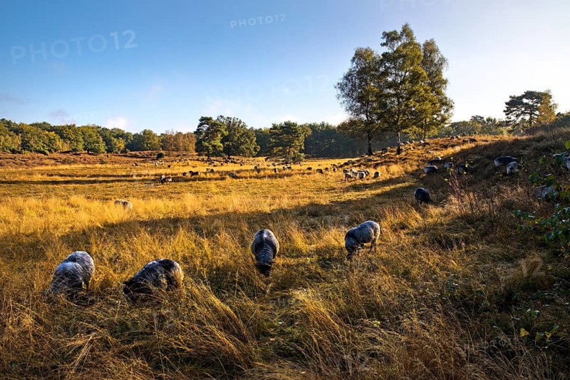 Sheep in the Westruper Heide in autumn, Haltern am See, Ruhr area, North Rhine-Westphalia, Germany, Europe